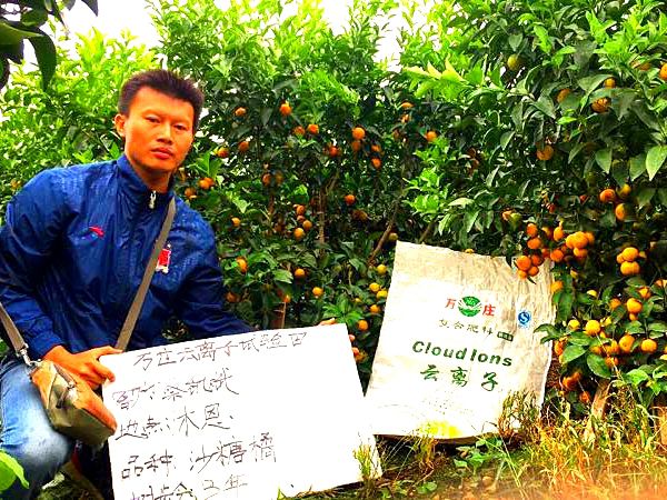 广西海东沐恩镇砂糖橘